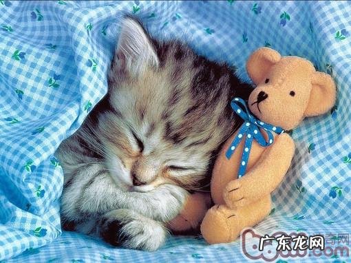 猫咪行为误区小百科