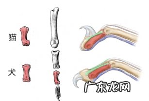 回绝残暴去爪术