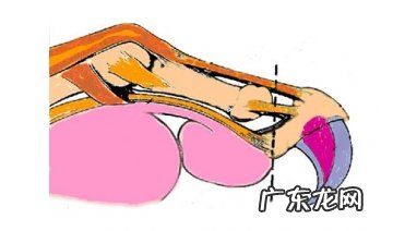 回绝残暴去爪术