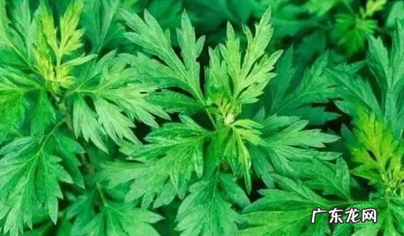 秋季怎么泡脚最养生 秋冬泡脚，加点什么一起，养生效果加倍？