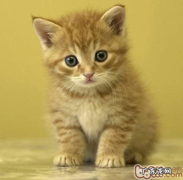 新手攻略 教你判别小猫是否健康