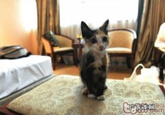 正确刷牙办法，留住猫咪健康牙齿