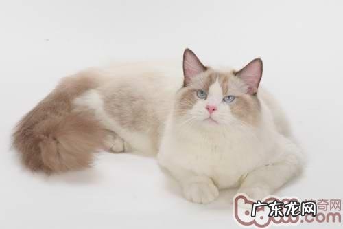 关于初养猫者常常问的九个问题