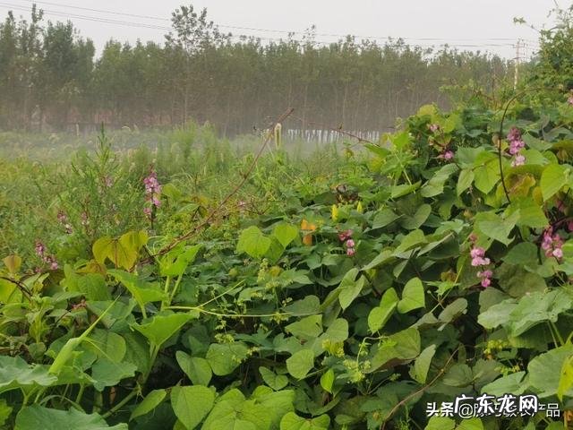 未来的农村生活是怎样的 真实的农村生活现在是什么样的?