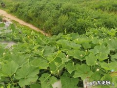 未来的农村生活是怎样的 真实的农村生活现在是什么样的？