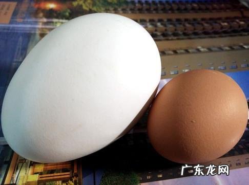 为什么都提倡吃鸡蛋不吃鸭蛋？