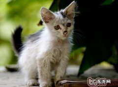 该怎么喂食捡到的漂泊猫