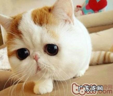 怎么给猫猫剪个英俊的发型?