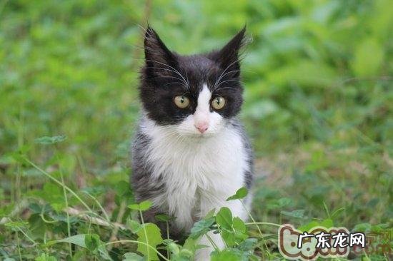 遛猫注意事项，不是一切猫都合适外出的