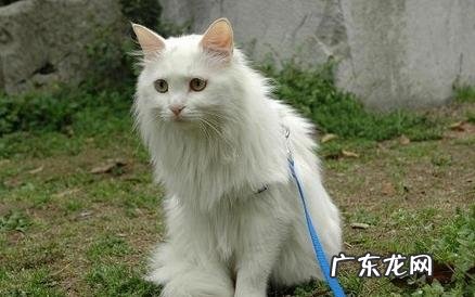 遛猫注意事项，不是一切猫都合适外出的