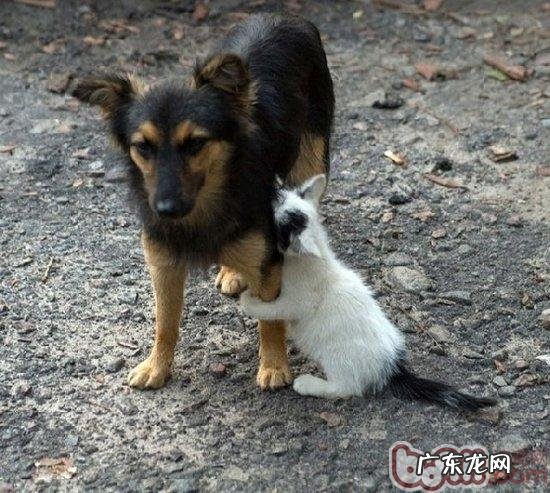 遛猫注意事项，不是一切猫都合适外出的