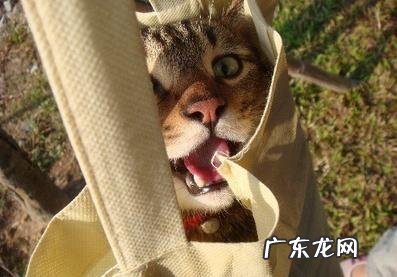 遛猫注意事项，不是一切猫都合适外出的