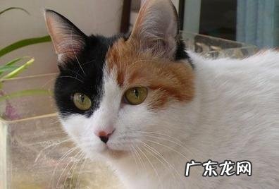 猫咪身上最奥秘的当地—腰