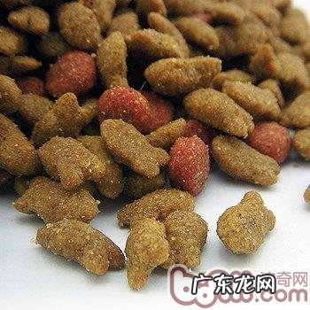 猫主们须知的猫粮构成成分