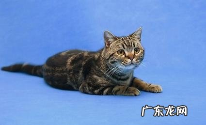 克己实惠好吃的猫咪罐头教程