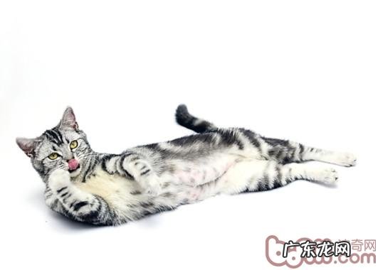 猫咪为啥爱洗脸?