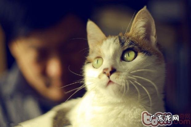 你了解猫咪表达喜欢的方法吗