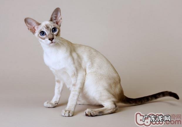 猫咪摇尾巴的三种状况介绍