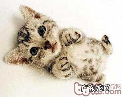 猫咪的胡子有什么效果