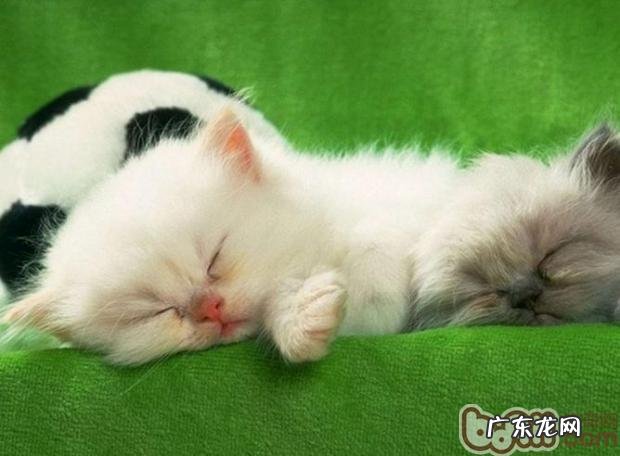 关于小猫来说喂食不宜过饱