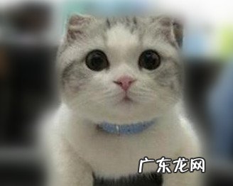 怎么留住猫咪美丽毛发?
