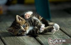 猫咪磨爪的不同类型