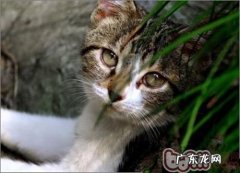 成猫与晚年猫的饮食注意事项