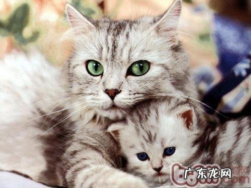 繁衍期母猫的饮食注意事项