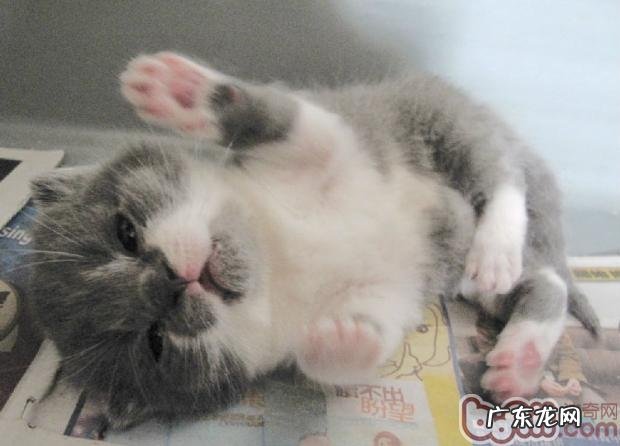 合适女生养殖的种类猫