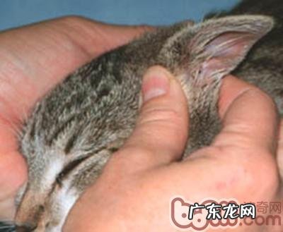 怎么给猫咪整理耳朵