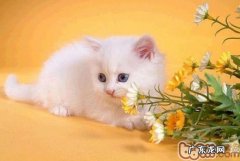 猫咪养殖的几大忌讳