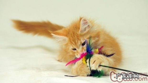 简略三招教你抓获猫咪的心