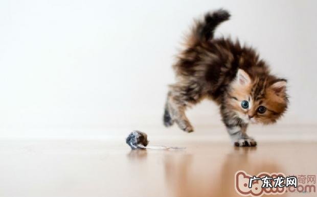 好主人养成：给猫咪一个舒适的环境