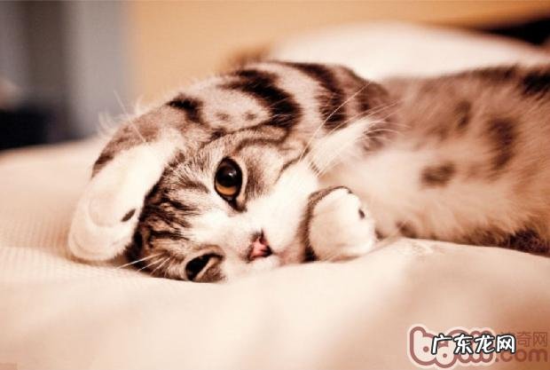 三种原料猫爬架剖析