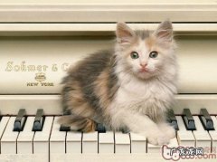 猫咪修剪英俊发型小诀窍