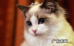 教你怎样给猫咪清洁