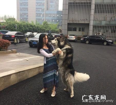 狼版阿拉斯加四个月多重 狼版阿拉斯加体重对照表?