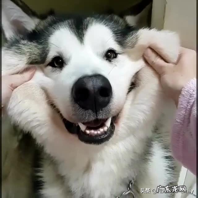 狼版阿拉斯加四个月多重 狼版阿拉斯加体重对照表?