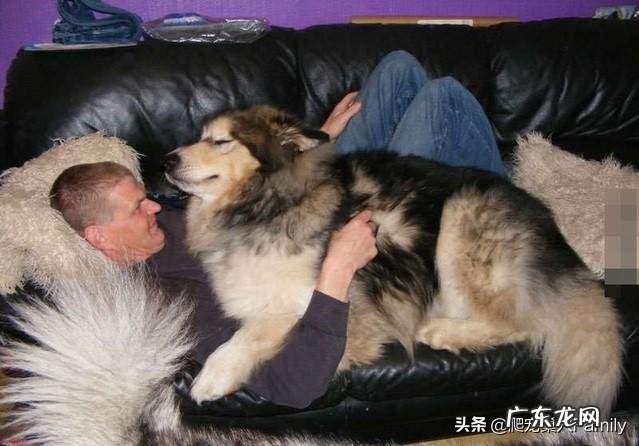 狼版阿拉斯加四个月多重 狼版阿拉斯加体重对照表?