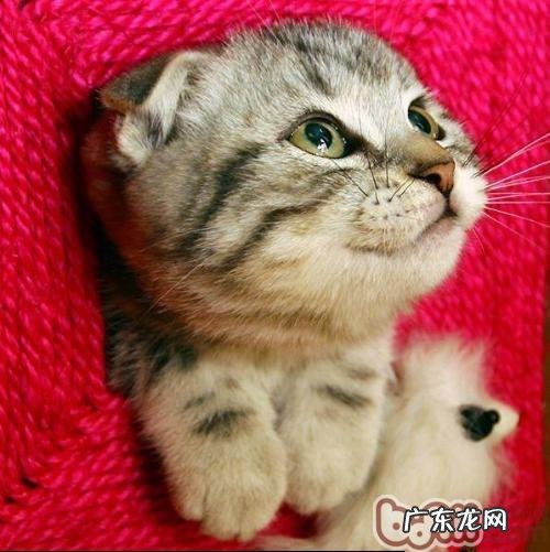 十二星座最适合养殖的猫咪