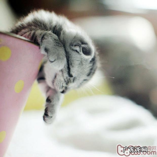 教你抚摸猫咪的小窍门