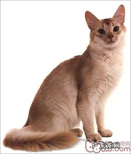 关于阿比西尼亚猫的介绍