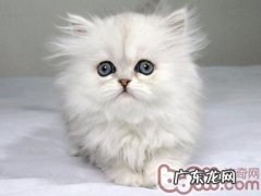 不同年纪的金吉拉应该多久喂一次