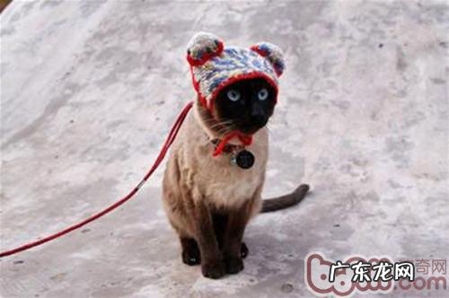 猫咪出门游览,你真的都预备好了吗?