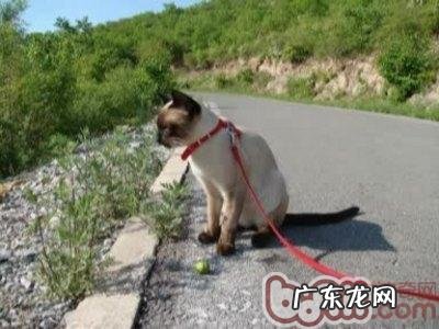 猫咪出门游览,你真的都预备好了吗?