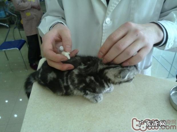 猫咪出门游览,你真的都预备好了吗?