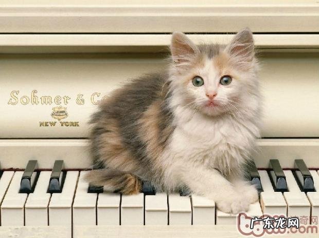 猫咪不愿意梳毛怎么办