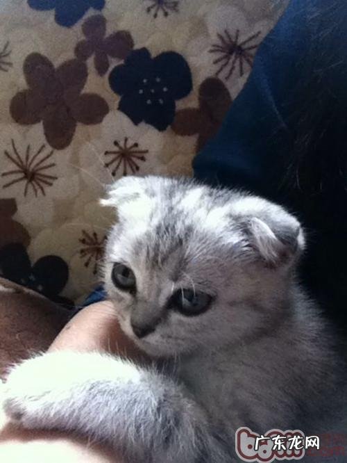 带你了解猫咪的活动规则