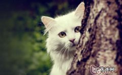 换食专业宠物猫粮的小办法