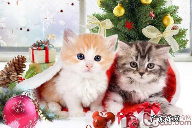 别让室内家具成为损伤猫咪的兵器